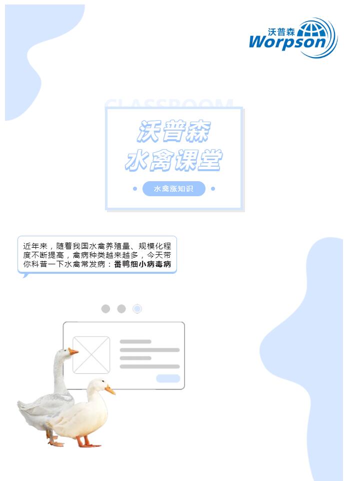 水禽課堂丨番鴨細(xì)小病毒病你了解多少？